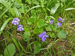 Wild Violet