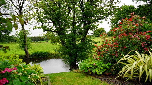 Tree in garden next to water
