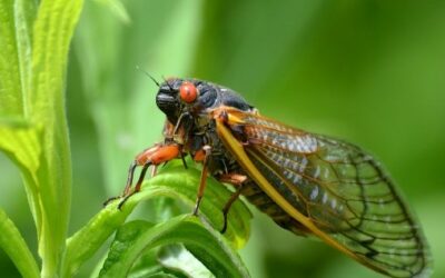 Brood X, a new generation of Cicadas are emerging in 2021