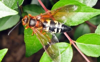 Cicada Killers could care less about you unless you mess with their nests