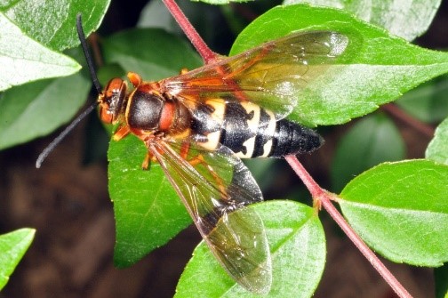 Cicada Killers could care less about you unless you mess with their nests